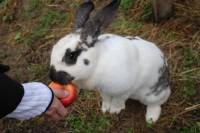 Posjet uto�i�tu Koki [ 95.89 Kb ]