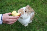 Posjet uto�i�tu Koki [ 100.38 Kb ]