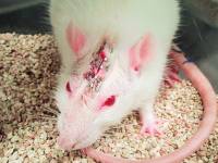 Animal experiments [ 164.36 Kb ]