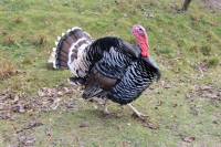 Posjet uto�i�tu Koki [ 183.02 Kb ]