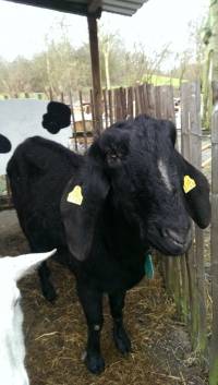 Posjet uto�i�tu za �ivotinje u Nizozemskoj [ 83.33 Kb ]