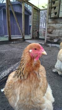 Posjet uto�i�tu za �ivotinje u Nizozemskoj [ 104.47 Kb ]