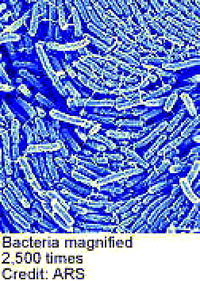 Bacteria [ 70.64 Kb ]