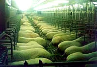pig farm [ 15.86 Kb ]