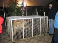 Tigar promovira no�ni kub [ 140.51 Kb ]