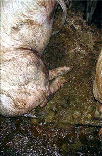 Pig farm 5 [ 96.51 Kb ]