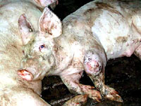 Pig farm 11 [ 22.31 Kb ]