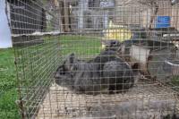 Chinchillas in fur farms 11 [ 774.36 Kb ]