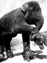 Slon na koturaljkama [ 28.89 Kb ]