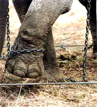 Elephant in chains [ 35.82 Kb ]