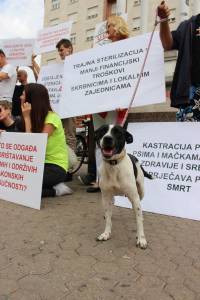Psi i gra�ani ukazali na problem neprovedbe Zakona [ 251.88 Kb ]