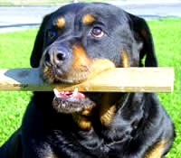 Rotweiler [ 19.23 Kb ]