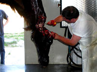 Slaughterhouse: Horses 4 [ 51.41 Kb ]