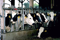 Milk factory 5 [ 45.84 Kb ]