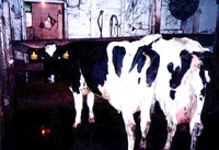 Milk factory 9 [ 30.61 Kb ]