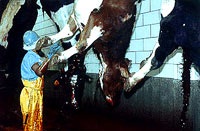 Slaughterhouse 9 [ 25.00 Kb ]