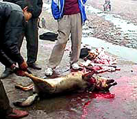 Dog meat 8 [ 30.42 Kb ]