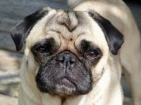 mops [ 931.97 Kb ]