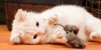 Ma�ka s pli�anim mi�em