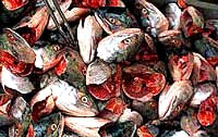 fish heads [ 27.08 Kb ]