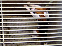 Undercover Beagle photo 8 [ 62.61 Kb ]