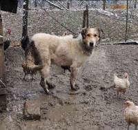 Foto: Helping Animals 2 [ 222.60 Kb ]