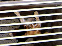 Undercover Beagle photo 12 [ 23.53 Kb ]