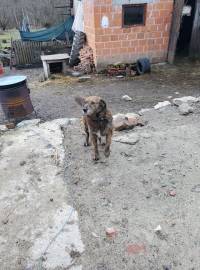 foto: helping animals 5 [ 129.97 Kb ]