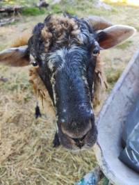 Posjet uto�i�tu Plavi kri� [ 438.32 Kb ]