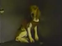 Life in a laboratory - experiments on the beagles [ 440.74 Kb ]