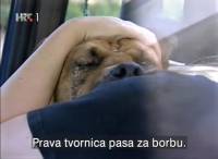 Borbe pasa 2 - emisija Reporteri [ 95.20 Kb ]