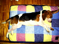 Beagle kod ku�e 1 [ 43.23 Kb ]