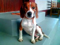 Beagle kod ku�e 2 [ 13.49 Kb ]