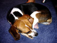 Beagle kod ku�e 3 [ 85.02 Kb ]