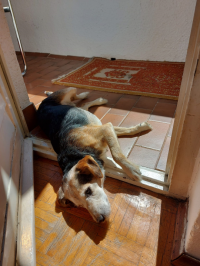 Ringo se sun�a [ 711.90 Kb ]