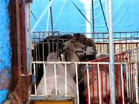 Prosvjed na Viru 5 [ 36.87 Kb ]