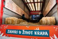 Doga�aj Zaviri u �ivot krava [ 1.37 Mb ]