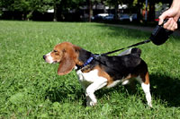 Beagle kod ku�e 25 [ 92.71 Kb ]