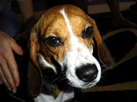 Beagle kod ku�e 29 [ 115.76 Kb ]
