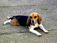 Beagle kod ku�e 39 [ 23.48 Kb ]