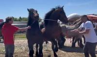 horses pulling a log [ 46.64 Kb ]