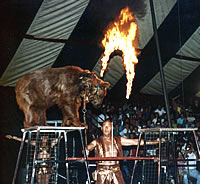 Medvjed u cirkusu ska�e kroz vatreni obru�