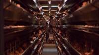Scene from the movie: Our Daily Bread (Unser t�glich Brot) #3 [ 23.29 Kb ]
