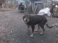 Veterinarska (ne)inspekcija - bolesni pas Vigor [ 44.46 Kb ]