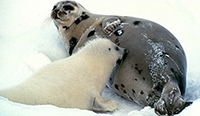 Harp seal and pup [ 3.05 Kb ]