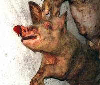 Pig farm 13 [ 46.02 Kb ]