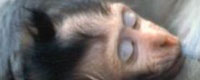Photo of the month - World Laboratory Animal Liberation Week (April 23-30) [ 52.14 Kb ]