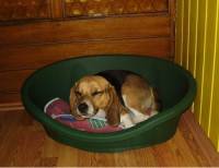Beagle kod ku�e 41 [ 25.50 Kb ]