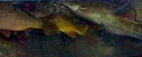 Photo of the month - Just before being killed in a mall's aquarium in Zagreb. [ 38.82 Kb ]