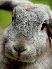 Rabbit test Rabbit test
